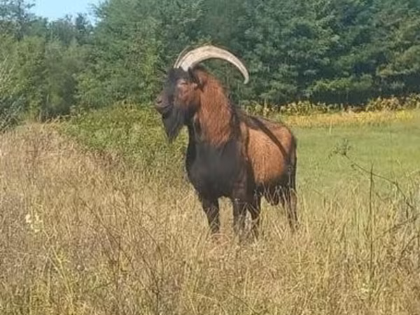 Bode, Alpine goat