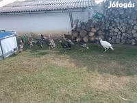Turkeys — Foto 1