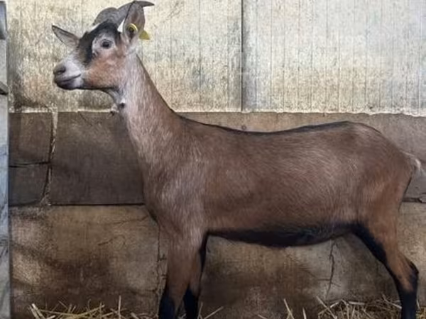 Dişi keçi, Alpine goat