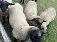 Қошқар, White Suffolk sheep — 2-сурет