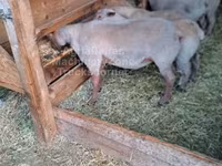 Ovan, Rouge de l’Ouest sheep — fotografija 1