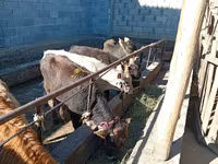 雄牛, Swiss cattle — 写真 1