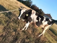 公牛, Russian Black pied cattle — 照片 4