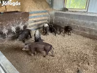 猪（批次，未指定性别）, Мангалица — 照片 6