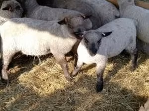 Brebis, Shroshire sheep