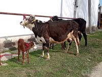 Krowa, Simmental cattle — zdjęcie 4