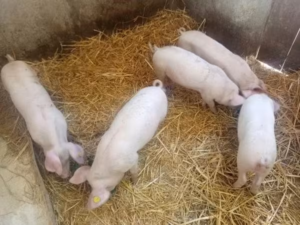 Porca, Porcos — Hungria