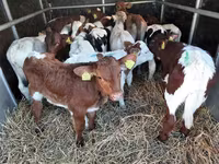 牛只（批次，未指定性别）, Cattle — 照片 2