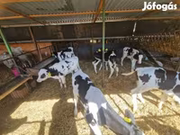 公牛, Holstein breed — 照片 1