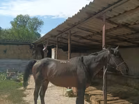 Pastuv, Karachay horse — fotografija 1