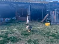 Geese — الصورة 2