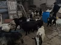 Koza, Kozy — zdjęcie 3