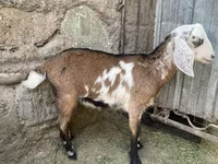 Cabra, Nubian Goat — foto 3