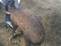 Ovan, Suffolk sheep — fotografija 6