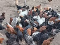 Chickens — photo 4