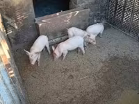 Knur, Świnie — zdjęcie 1