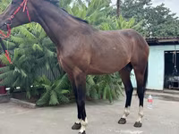 Pastuv, Thoroughbred horse — fotografija 6