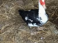Ducks — 照片 2