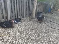 Ducks — zdjęcie 4