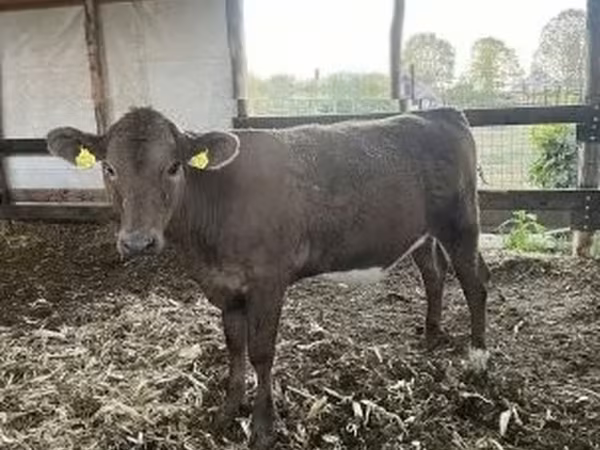 Сиыр, Charolais cattle