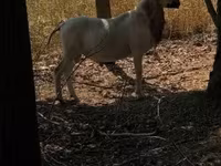 Carneiro, Cameroon sheep — foto 2