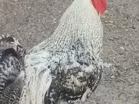 Chickens — fotografija 2