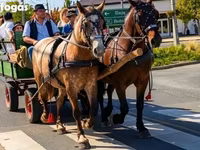 母马, Horses — 照片 1