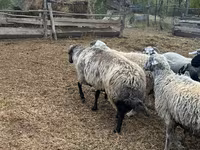 Ovan, Karakul sheep — fotografija 3