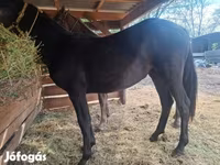 Kobila, Lipizzaner — fotografija 1