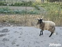 Carnero, Racka sheep — foto 3