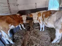 Сиыр, Simmental cattle — 3-сурет