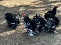 Pekin Bantam — zdjęcie 1