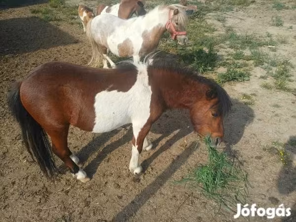 公马, Shetland Pony
