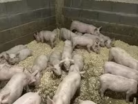 公猪, Крупная белая — 照片 2