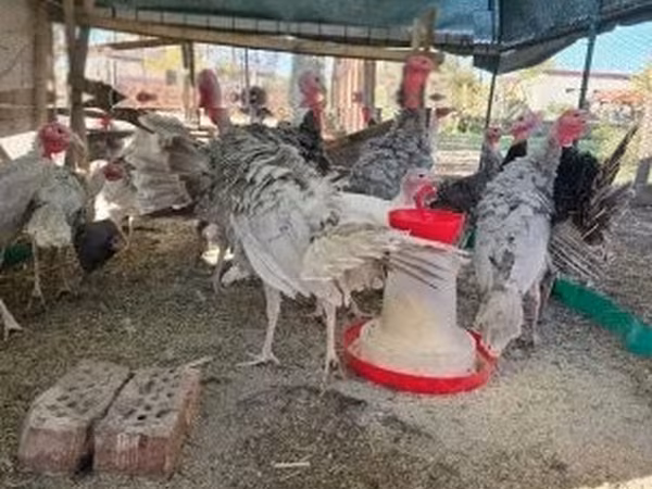 Turkeys