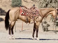 Pastuv, Quarter Horse — fotografija 8