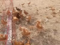 Chickens — फ़ोटो 1