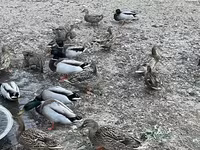 Ducks — fotografija 2
