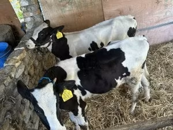 ثور, Russian Black pied cattle