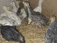 Turkeys — photo 5