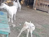 Koza, Dutch Landrace goats — fotografija 6