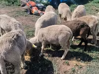 Baran, Merino sheep — zdjęcie 6