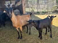 Kozioł, Dutch Landrace goats — zdjęcie 4