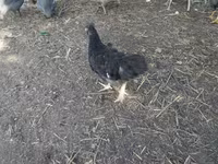 Chickens — zdjęcie 2