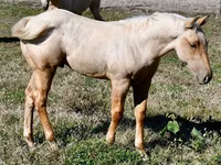 Aygʻir, Quarter Horse — 7-rasm