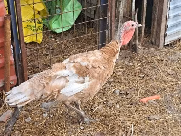 Turkeys — ハンガリー
