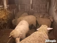 母羊, Sheep — 照片 6