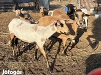 Schaf, Cameroon sheep — Foto 2