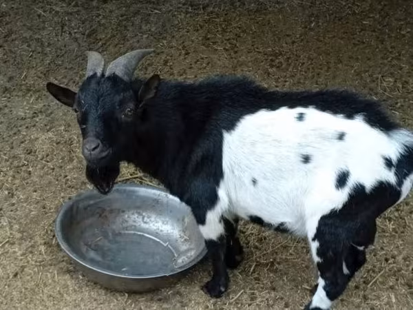 Boucs, Nigerian dwarf goats