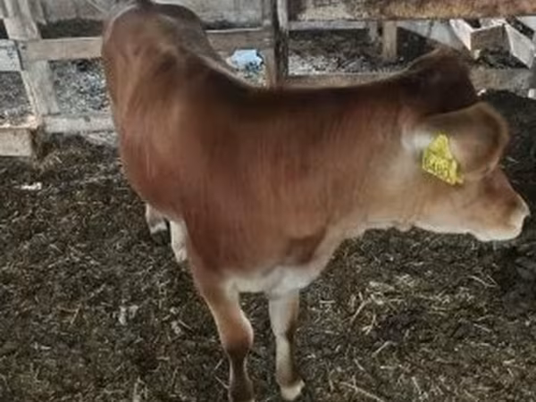 Toro, Vaca Limousin